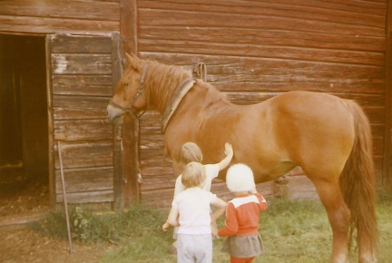 På alla gårdar fanns även häst.